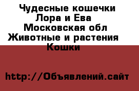 Чудесные кошечки Лора и Ева - Московская обл. Животные и растения » Кошки   
